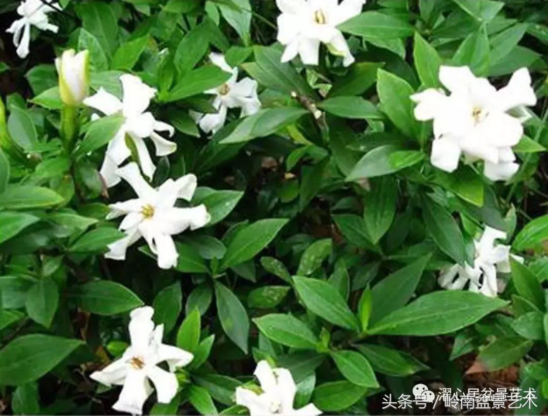 栀子花开美好如初,栀子花开花开盛夏