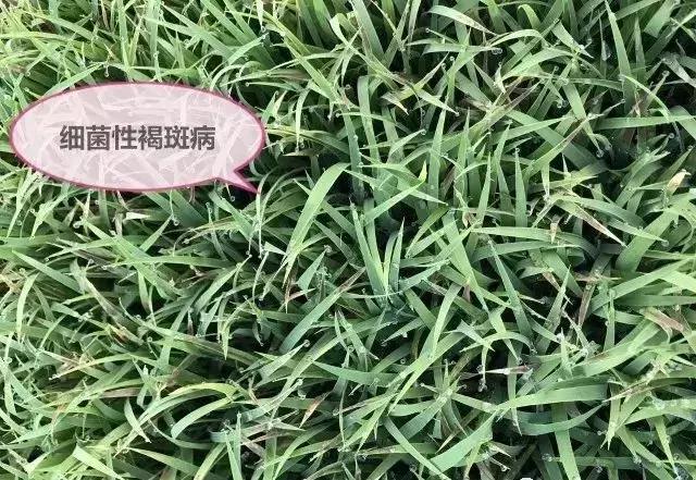 水稻红叶子怎么回事用什么药,水稻秧苗红尖怎么回事