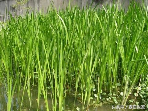 有治头晕耳鸣的西药没有,用菖蒲塞耳内能治耳鸣吗