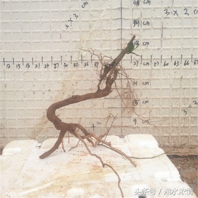 到集市上买花卉回农家庭院栽种,到花卉市场买盆栽诀窍