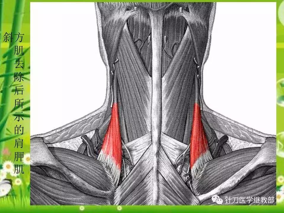 颈椎肌肉损伤用小针刀治疗,针刀治疗颈椎导致神经损伤