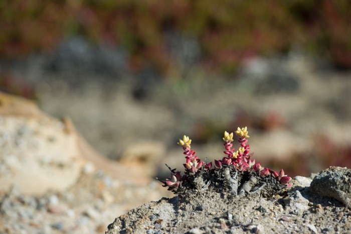 中国冰梅多肉植物原产地在哪,多肉植物原产地云南还是四川