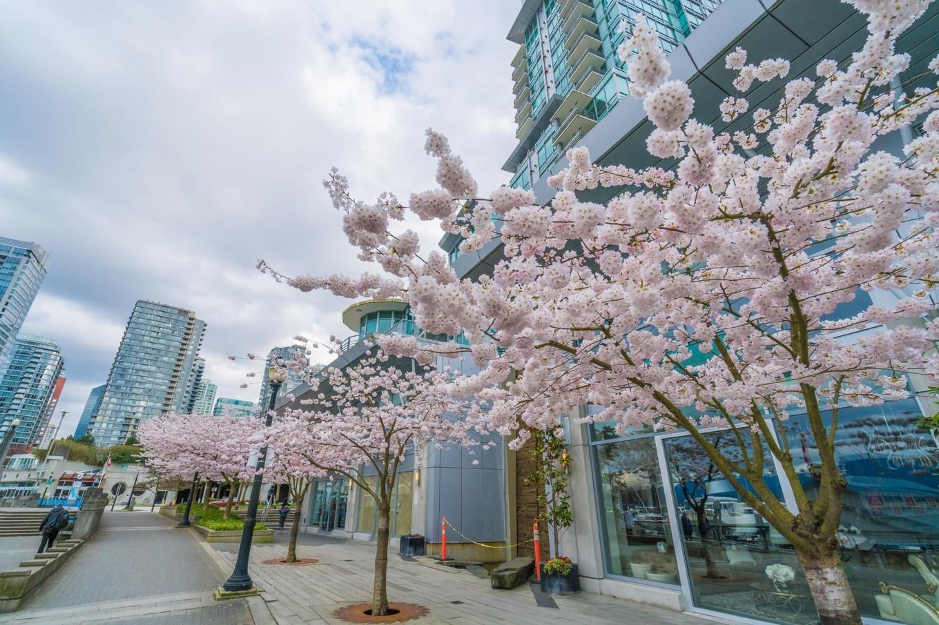 多伦多和温哥华，两个互相看不上眼的城市谁更好？