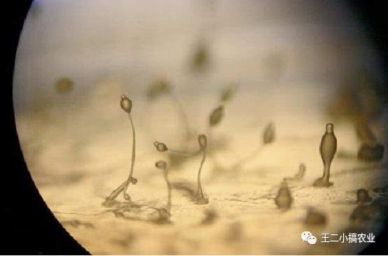 利用秸秆栽培食用菌,枯草芽孢杆菌发酵猪粪技术