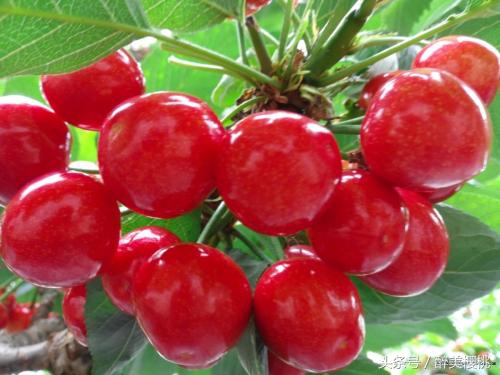 樱桃有什么注意事项,樱桃结果太多怎么处理