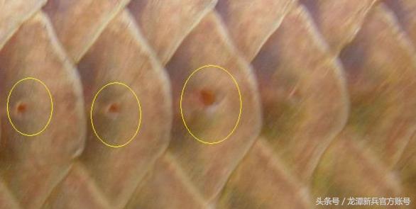 龙鱼病症状图片大全,龙鱼鳞片的真实图片