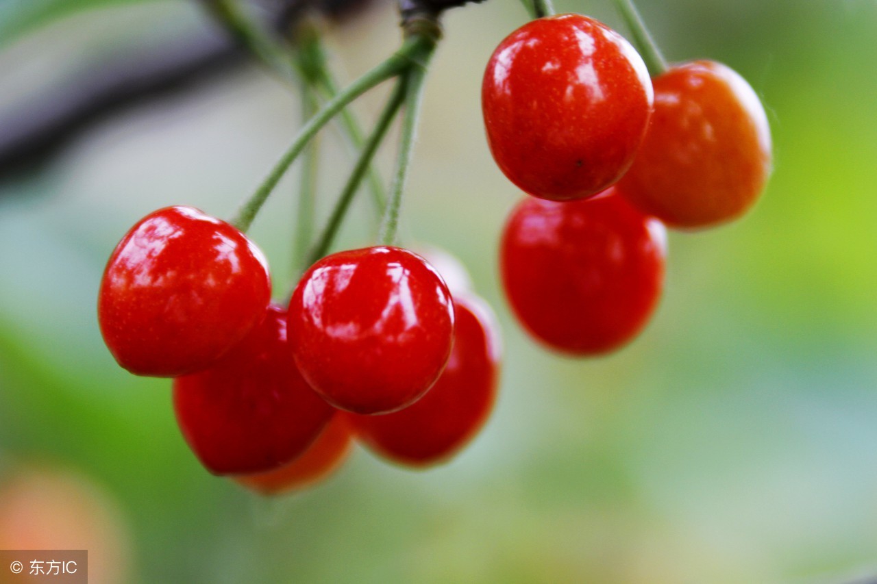 吃西瓜不吐籽会长出西瓜吗,吃西瓜一定要吐籽吗