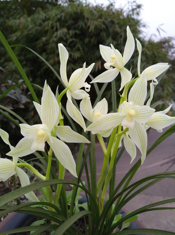 不花钱还可以养好兰花的土壤配方,东北的兰友室内到底能养好兰花