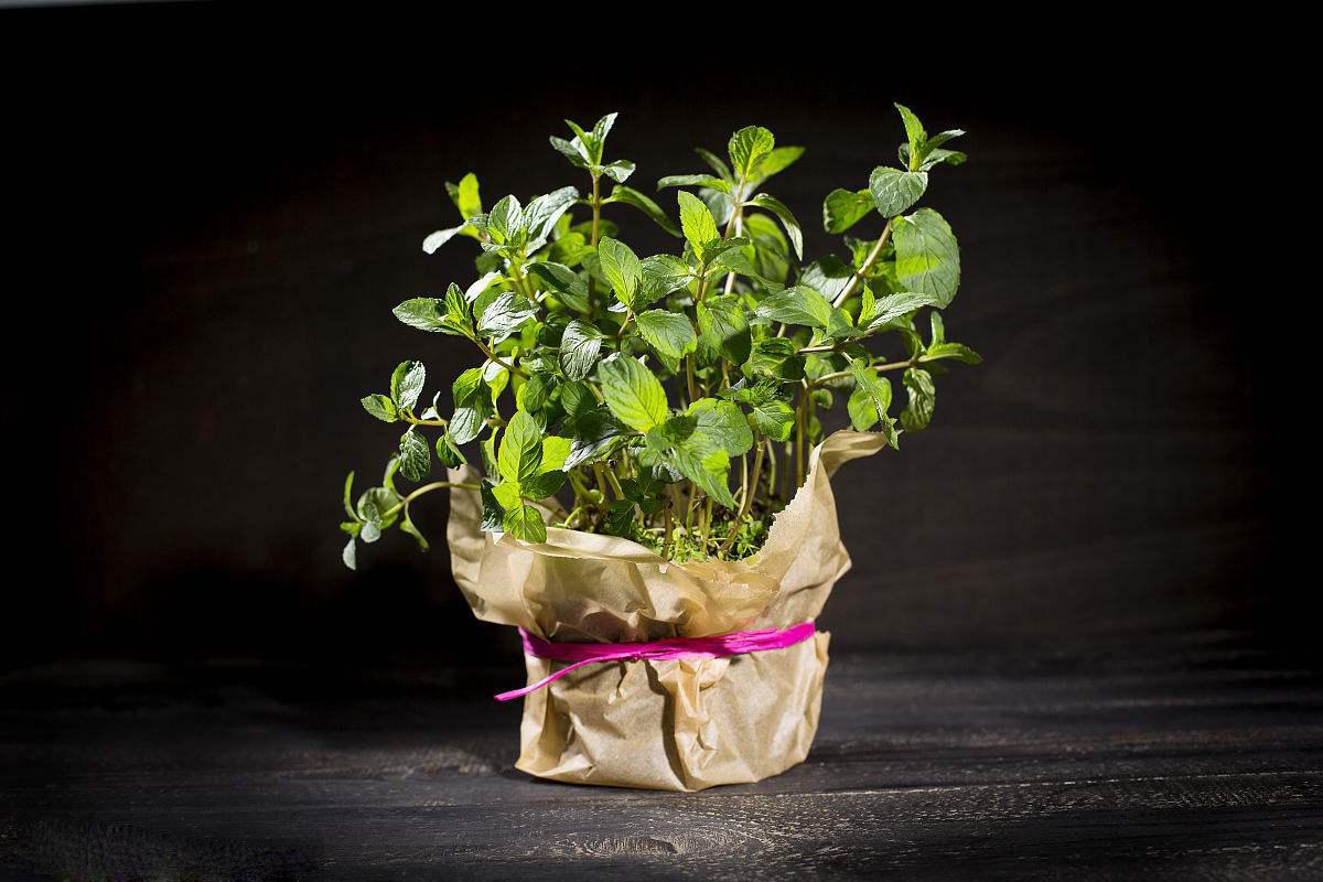 驱蚊效果绝佳的绿植,驱蚊虫效果最好的绿植