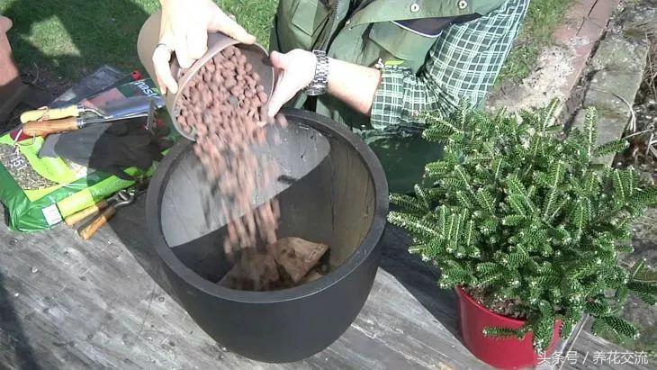 盆栽植物养护技术,如何养好盆栽植物教学计划