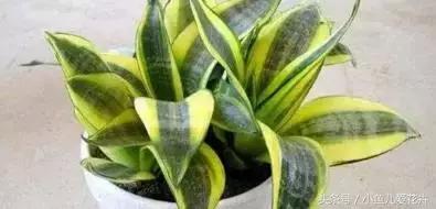 家里种的绿植老是死怎么办,家里种的植物不长怎么办