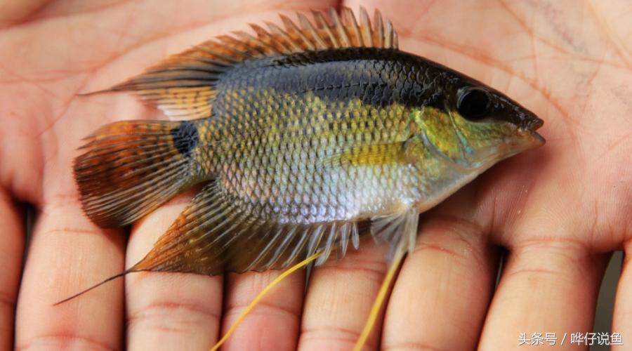 慈鲷鱼哪几种最好养,慈鲷十大最漂亮的鱼