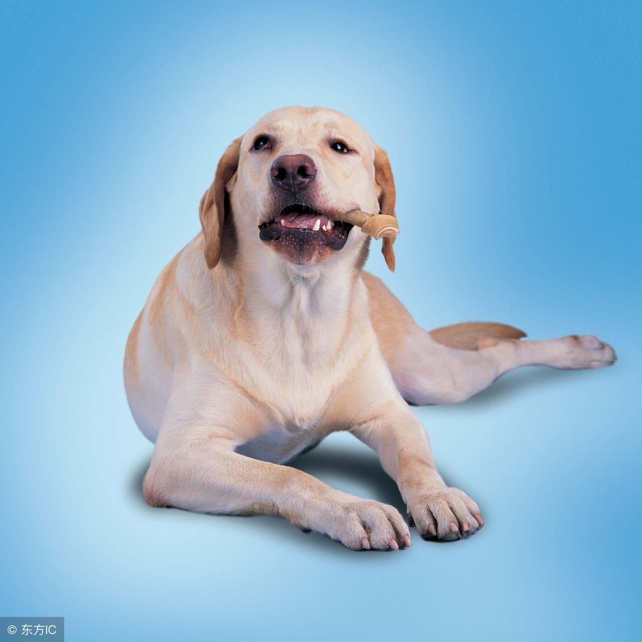 公犬发情期脾气暴躁攻击主人,狗狗遇到其他狗太兴奋如何训练