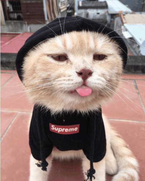 分享越南非常红网红猫Cho,它就是这么与众不同的猫星人？