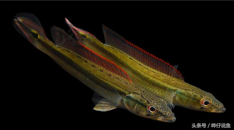 奇特的南美观赏鱼,奇特异型鱼观赏鱼