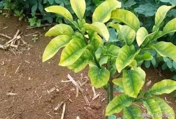 柑橘幼苗黄化怎么回事,柑橘幼树春梢突然黄化是怎么回事