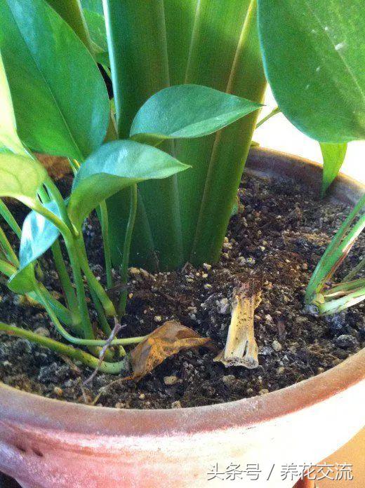 家里植物有小黑虫怎么处理,盆栽土壤里有小黑虫怎么办