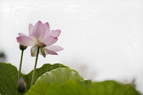 荷花的养殖,荷花的养殖方法用什么肥料