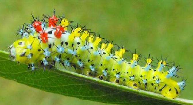 农村小伙摘菜被虫咬,湖南六旬老人被虫子咬了一口