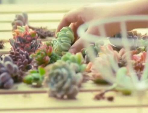 海淘多肉植物存致幻风险提示：这些东西真的不能海淘！