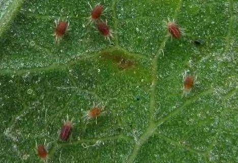 家里的花又招虫了？学会这一招，杀虫药不用买！