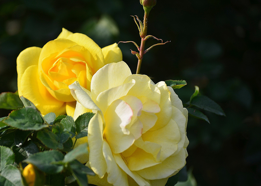 涨知识了！农村常见的月季花竟然有这么多品种