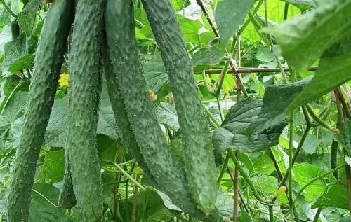 想赚钱的看过来图片,想发家致富的看过来