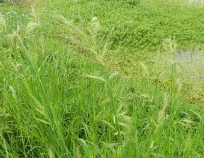 田间杂草及名称图片,草田杂草实图及名称