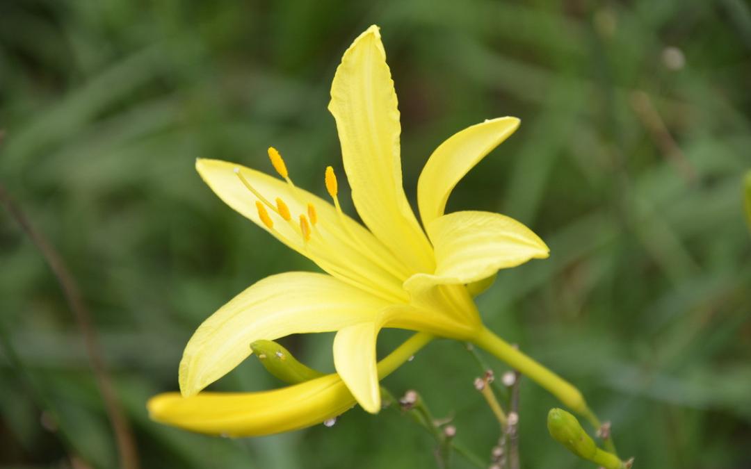 除了康乃馨母亲节还能送什么礼物,母亲节送康乃馨每个颜色代表什么