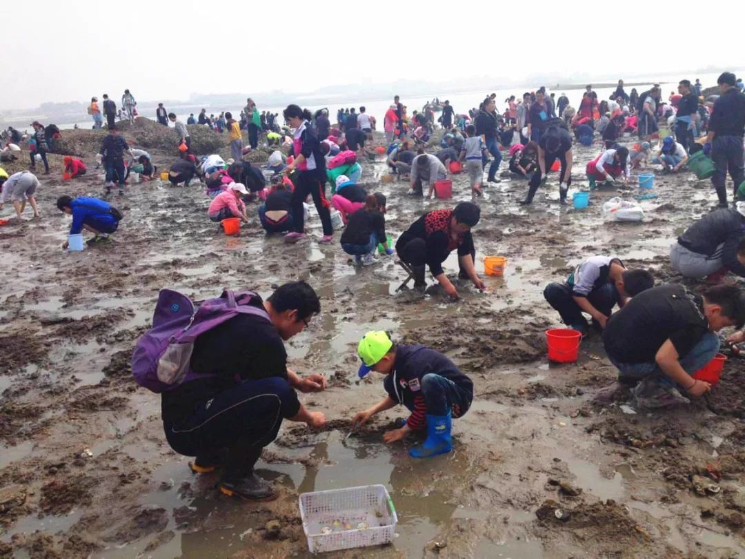 捡海鲜赶海,青岛哪里适合赶海捡海鲜