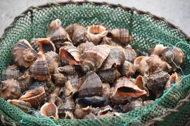 捡海鲜赶海,青岛哪里适合赶海捡海鲜