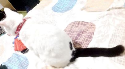 原来不只有相马经，还有《相猫经》，这些猫的名字你听说过吗