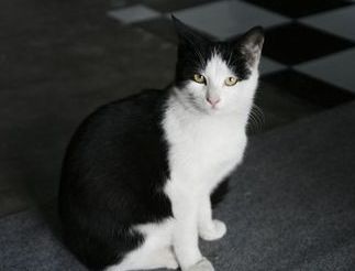 原来不只有相马经，还有《相猫经》，这些猫的名字你听说过吗