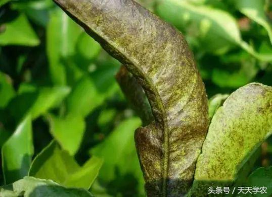柑橘锈壁虱是螨虫红蜘蛛造成的吗,柑橘红蜘蛛爆发时期