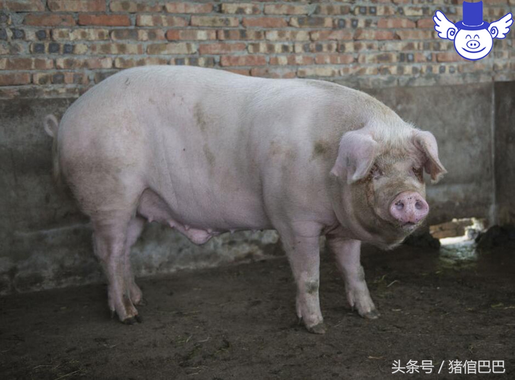 加工饲料需要啥原料最好,自己做饲料需要哪些手续