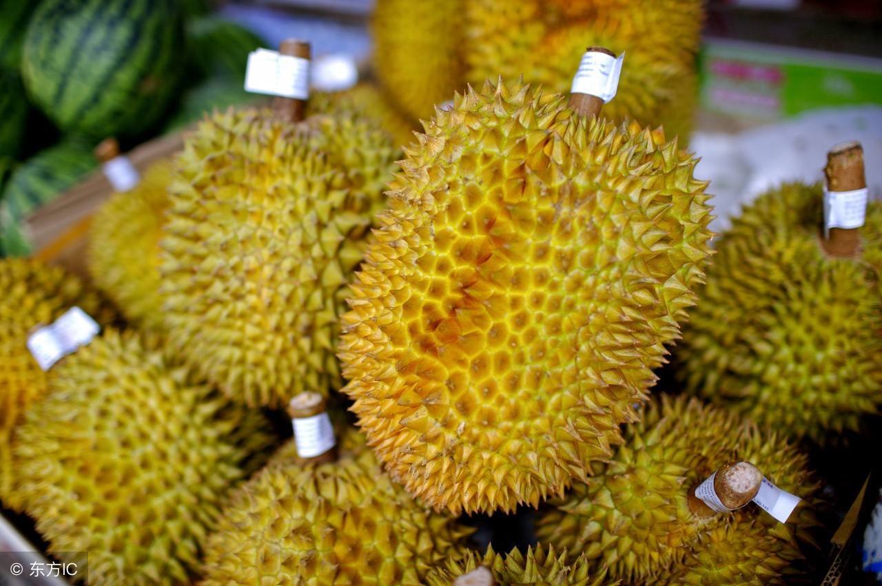 怎么判断托曼尼榴莲熟不熟,泰国金枕榴莲怎么看熟不熟