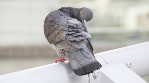爱鸽翅膀弯曲甚至折断了，你该做什么？