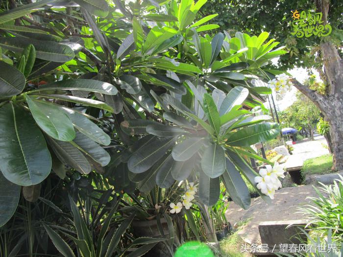 手绘旅行,东山岛旅游手绘游记