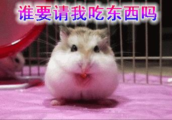 你过来一下仓鼠表情包,仓鼠表情包整套叫什么