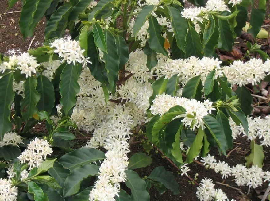 火龙果其实是多肉?猕猴桃开花好乘凉?