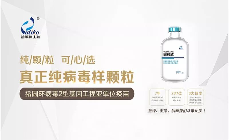 中国鸡传染性喉气管炎,鸡传染性支气管炎疫苗种类