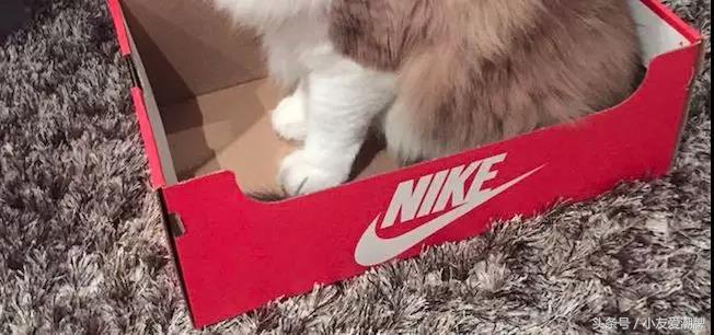 球鞋鞋盒推荐便宜,球鞋原鞋盒推荐