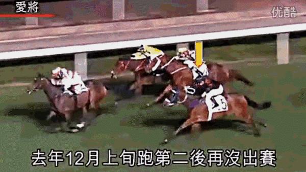 合买马匹、降低风险、共享收益已是全世界共识