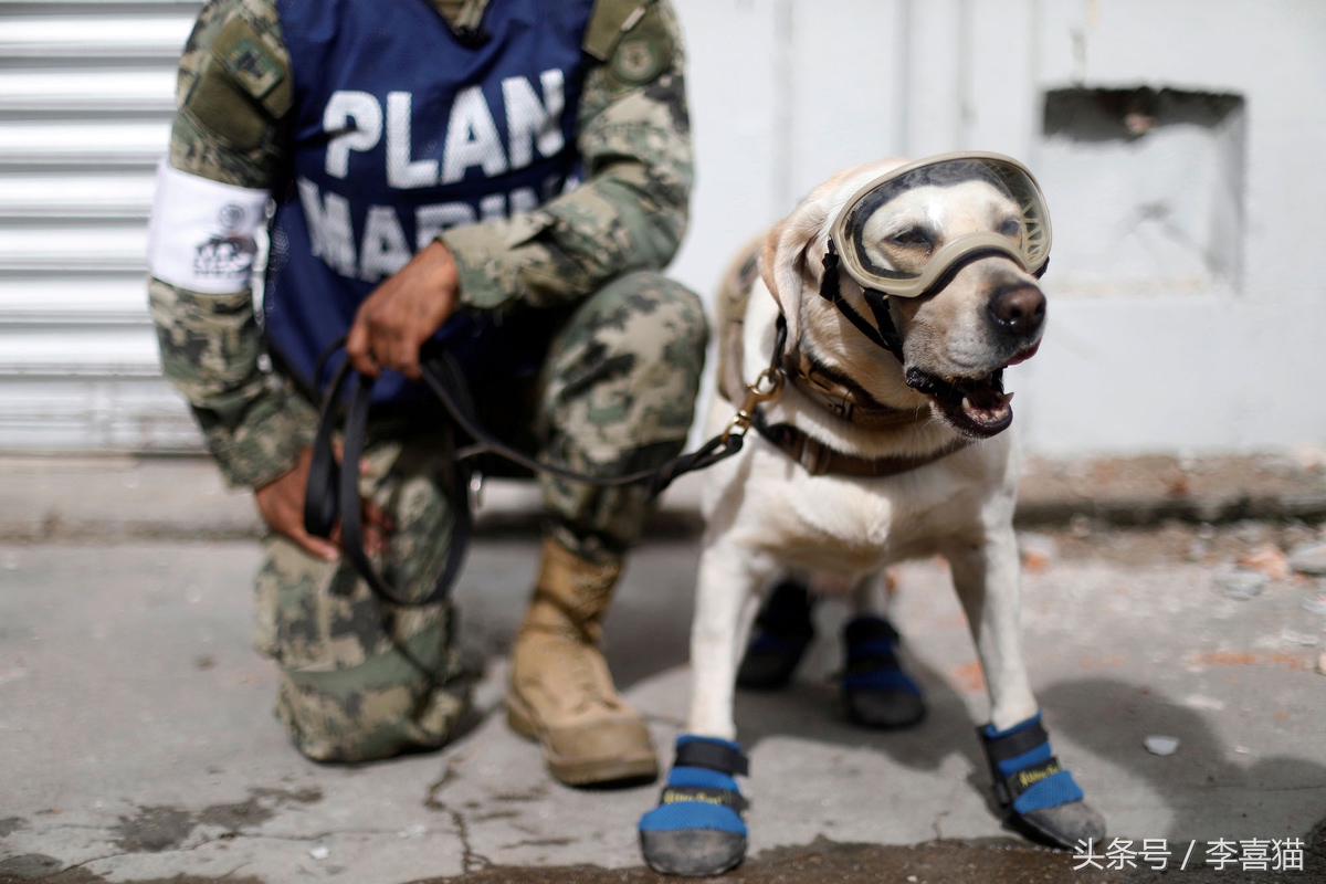 搜救犬英勇牺牲致敬忠诚战士,盘点那些搜救犬救人的感人瞬间
