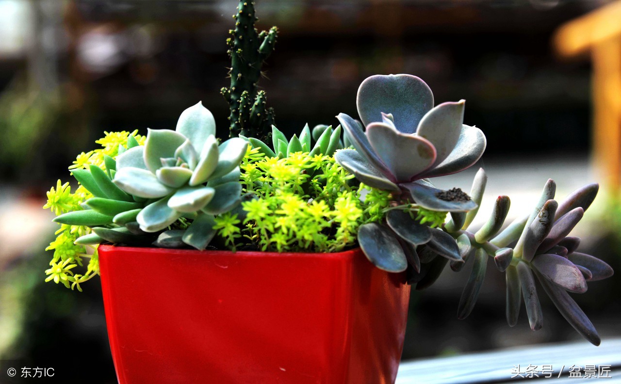 剩下的这些药，喂给花草，百毒不侵