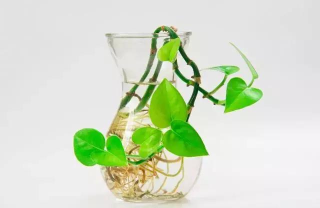 天气热如何灭蚊虫叮咬呢,天热驱蚊虫方法