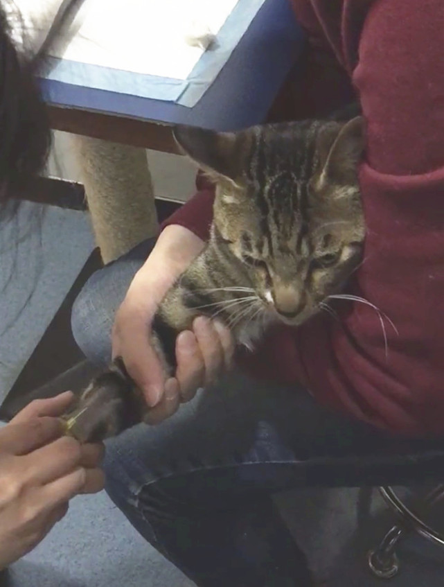 猫咪打滞留针,猫咪有滞留针怎么再打针进去