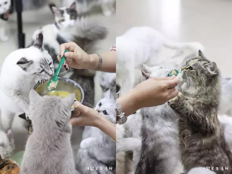 共享吸猫啦！藏身市区小巷内的这家撸猫馆，开门那刻，心就融化了