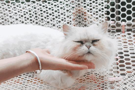 共享吸猫啦！藏身市区小巷内的这家撸猫馆，开门那刻，心就融化了