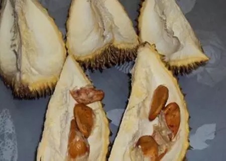 怎么种榴莲盆栽,榴莲核能种出榴莲树吗
